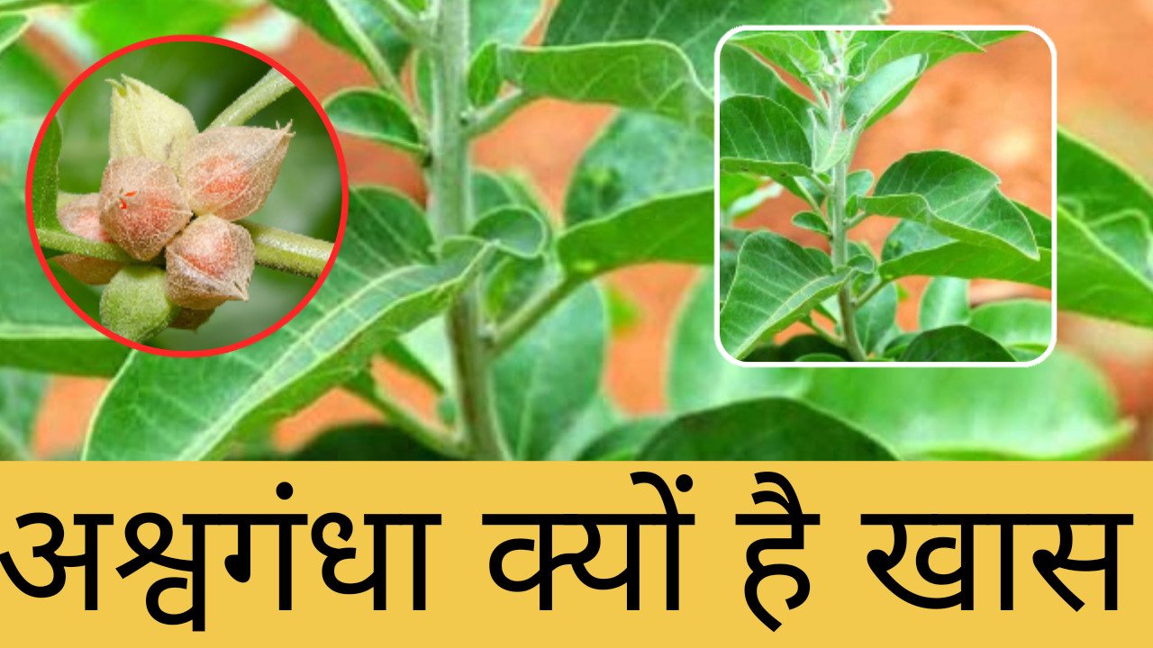 अश्वगंधा के फायदे 